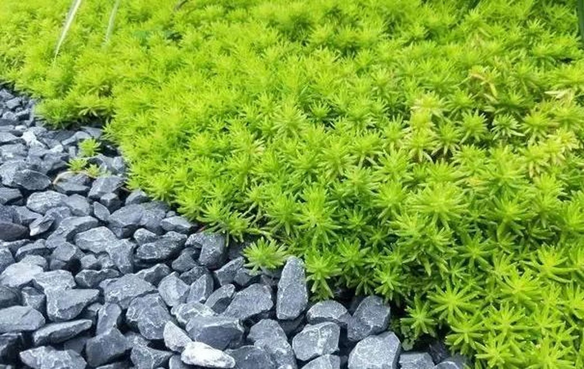 绿园佛甲草种植